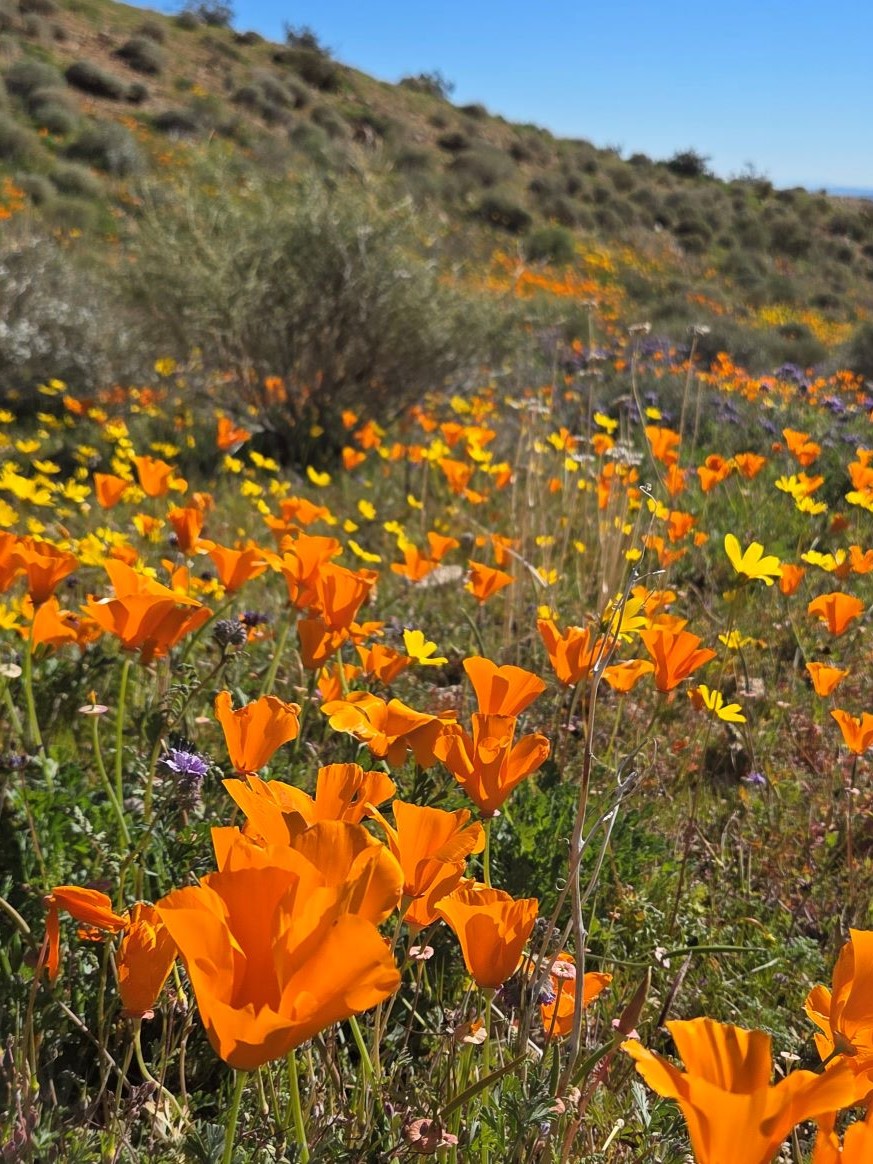 California poppies and coreopsis at Onyx Ranch State Vehicular Recreation Area, January 2026 California poppies and coreopsis at Onyx Ranch State Vehicular Recreation Area, January 2026